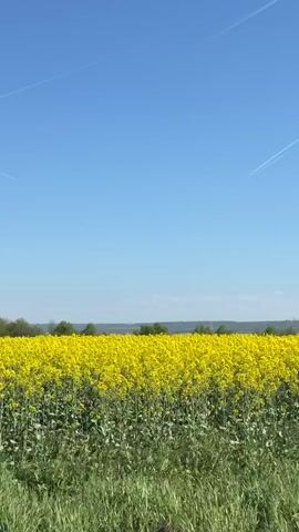 The video shows a bright yellow field of canola flowers under a clear, blue sky. There is a thin line in the sky, possibly a contrail from an airplane. A line of trees can be seen in the distance. As the video continues, the moon becomes visible in the sky. The video ends with a green bush appearing in the foreground, obscuring a portion of the canola field.