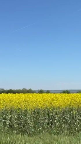 Spring canola field blooms under clear skies in Bulgaria
