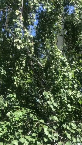 The video shows a close-up view of a birch tree on a sunny day. The camera is angled upwards, looking through the branches and leaves towards the sky. The white bark of the birch tree is visible in the center of the frame, contrasting with the lush green leaves that fill most of the shot. The leaves are rustling gently, indicating a light breeze. The bright blue sky can be seen in patches through the foliage. No people or other objects are visible.