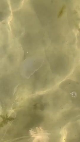 The video shows a shallow body of clear water with a sandy bottom. Sunlight creates shifting patterns of light and shadow on the water's surface. A single jellyfish, appearing translucent with purplish markings, drifts in the center of the frame. To the bottom left of the frame, a human foot, with painted toenails, is visible submerged in the water. There are also small pieces of seaweed scattered on the seabed and a few air bubbles near the jellyfish. The water is calm, and the overall impression is of a serene natural environment.