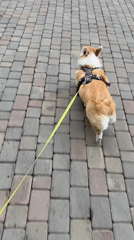 Corgi walks on leash in Krasnoyarsk, Russia