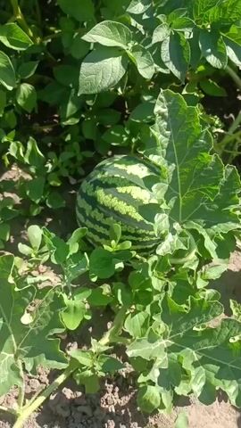 The video shows a small, striped watermelon growing amongst green leaves and dirt. The camera moves closer to the watermelon.