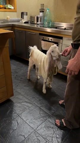 In a kitchen setting, a young goat, dressed in a pale-colored garment that drapes around its body, stands on a dark tiled floor. The goat has long, floppy ears and a white coat. A person, whose legs and torso are visible from the waist down, stands to the right of the goat, holding a small white object in their hand near the goat's mouth. The person is wearing dark brown pants and black sandals.

The kitchen appears to be equipped with stainless steel cabinets and appliances, including a toaster and what looks like a microwave or oven. A bottle of clear liquid is visible on the counter. The lighting suggests it might be evening or indoors with artificial light. The overall atmosphere seems casual and perhaps a bit humorous, given the unusual attire of the goat. There is no visible text in the frame. The scene appears to be a domestic indoor environment.