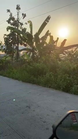 The video shows a view from a moving vehicle, likely a motorcycle, as it travels along a paved road. The sun is rising in the background, casting a warm glow over the scene. To the left of the road, there are banana trees and other lush vegetation. Further in the distance, agricultural fields are visible, some of which appear to be recently tilled. A large, open-sided building with a white roof stands in the middle ground. The sky is clear with a soft haze near the horizon. The overall impression is one of a tranquil morning in a rural or semi-rural setting.