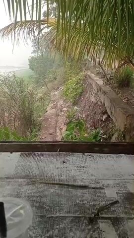 A video pans across a somewhat overcast natural scene. In the foreground, the edge of a weathered wooden structure is visible, with a textured, possibly water-stained surface occupying the bottom of the frame. Above this, a wooden beam runs vertically, partially obscuring the view. Palm fronds hang down from the top of the frame, suggesting an outdoor setting.

The middle ground reveals a sloping, unpaved path leading down towards a body of water. The path is lined with vegetation, including bamboo-like stalks and leafy green plants. Some debris is scattered along the path and on the embankment.

In the background, a wide expanse of water stretches out, its surface hazy and indistinct due to the overcast conditions. Along the shoreline, more vegetation is visible. A small, dark-colored structure, possibly a boat or a small floating house, is situated on the water near the shore. The overall atmosphere is subdued, with a muted color palette dominated by greens, browns, and grays. The weather appears humid or possibly rainy, contributing to the haziness of the distant view. No people or animals are visible in the video.