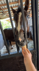 Feeding horses and goats by hand at a Sochi farm