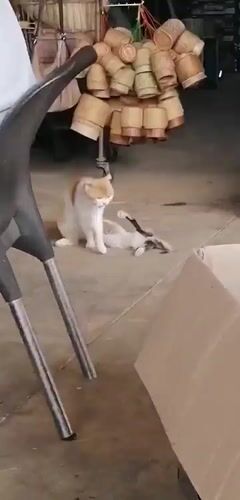 Cats, people, and a border outpost in Bo Y, Vietnam