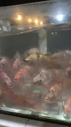 A close-up shot shows a school of fish swimming in a clear tank. The fish are mostly pink and white with some black markings. One fish in the center is bright yellow with black spots. The water is slightly cloudy, and lights are visible reflecting off the surface. The tank appears to be made of glass and sits on a tiled surface.