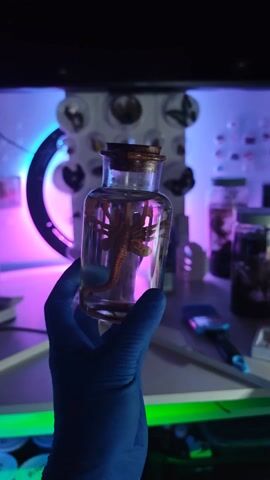 A gloved hand holds a clear glass bottle containing a small preserved animal. The bottle is sealed with a cork and sits against a background of scientific display cases. One display case contains a circular arrangement of pinned insect specimens. The bottle contains a small, yellowish creature with a segmented body and multiple legs, preserved in liquid. The background has a purple-blue lighting, giving the scene an eerie and sterile laboratory atmosphere.