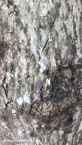 The video shows a close-up view of the textured bark of a tree, with hints of green leaves visible in the blurred background. The camera pans upward, revealing more of the tree trunk and the canopy. The bark is rough, with patches of light and dark gray, and some areas appear to have lichen or moss growing on them. The lighting suggests it is daytime, likely outdoors in a natural environment. No people or animals are visible in the footage. The footage appears to be captured by a mobile device, as indicated by the Infinix watermark in the bottom left corner.