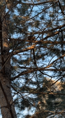 Squirrel spotted eating in pine tree branches
