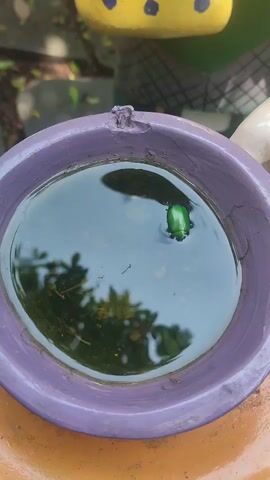 A video shows a ceramic Mad Hatter statue with a purple bowl at its base, filled with water in which a green beetle swims. The statue is painted white with a yellow polka-dotted bow, and a brown hat. The bowl is located on a brown surface, and the background reveals green foliage. The camera pans up from the beetle in the bowl to reveal the statue.