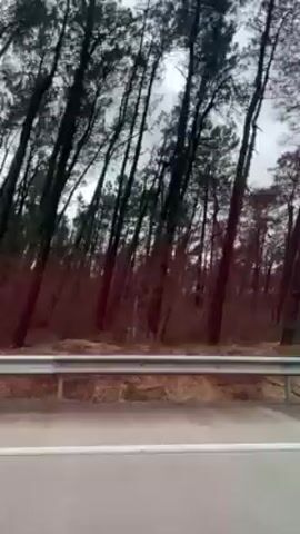 The video shows a view from a car window, driving along a highway. A line of dense, dark trees, bent by the wind, lines the side of the road. The sky is overcast and grey. A silver car passes on the road beside the car with the camera.