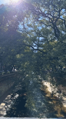 Tree-lined waterway observed in Cordoba, Argentina