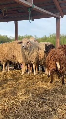 The video shows a flock of sheep standing in a covered shelter with a dirt floor covered in straw. Most of the sheep have light-colored, thick wool, but one stands out with brown wool and a white tail. The shelter has a wooden frame and roof.  In the background, trees are visible under a cloudy sky.