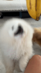 Two Pomeranians chilling indoors in Marmaris