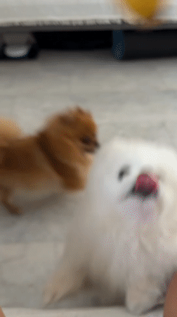 Two Pomeranians chilling indoors in Marmaris