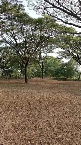 The video shows a park-like setting with large trees and dry, brown grass. The camera pans slowly across the scene, focusing on the trees and the open grassy area. There are a few people visible in the distance, walking or standing among the trees. The lighting suggests it is daytime, possibly late afternoon or early morning, with a bright sky visible through the tree branches. The overall atmosphere is peaceful and natural.