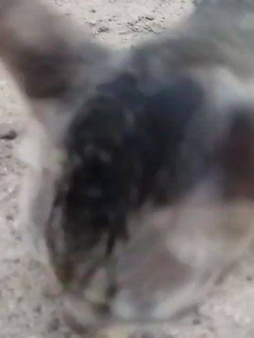 The video shows a cat's head from above. The cat is eating a yellow substance, possibly food, from the ground. The ground is light-colored and sandy. The cat has dark fur on its head, with lighter fur visible on the ears and other parts of its body.