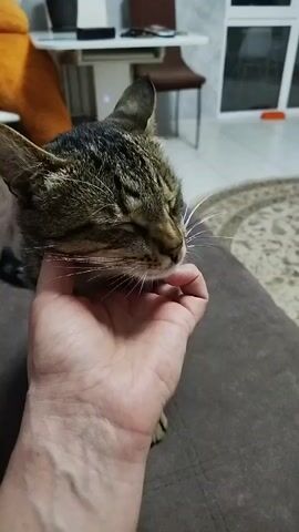 The video shows a close-up of a hand petting a tabby cat's head. The cat's eyes are mostly closed and it appears to be enjoying the petting. The background is blurred but shows what looks like a living room with furniture and a rug. The lighting is dim.