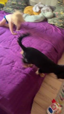 A black and tan dog with a wagging tail plays with a toy on a colorful rug in a room. The dog is near a wooden floor and a bed with purple bedding. A white chair with a stuffed animal on it is also visible. The video is blurry.