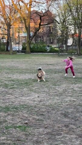 A young girl is running and playing with a brown and white dog in a park on a sunny day. The girl is wearing a pink jacket and reddish-pink pants. The dog is wearing an orange harness. They are on a grassy area with bare patches. Behind them, there are trees without leaves and buildings with red roofs. A woman is walking in the background. The camera follows the girl and the dog as they run.