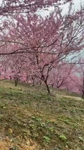 The video shows a hillside covered in blooming cherry blossom trees. The trees are densely packed, with their branches extending and overlapping to create a canopy of pink flowers. The hillside is covered in green grass and moss. People can be seen walking along a path that winds through the trees. There is a blue tent set up in the distance. The sky is overcast and grey. The camera pans slightly upwards, focusing on the branches and blooms. In the background, an announcement is broadcast in Mandarin Chinese.