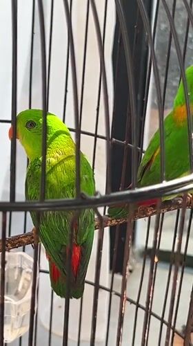 Parrots and owls at a Bali garden property, morning