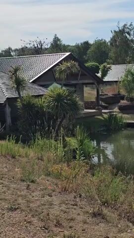 A wide-angle video pans across a tranquil pond on a sunny day. The pond's surface is calm, reflecting the sky and surrounding greenery. Several buildings with tiled roofs are visible along the bank, nestled amongst trees. Some buildings appear to be wooden structures, perhaps lodges or sheds, with one featuring an open-sided porch. A wooden dock extends into the water from the bank. Lush green vegetation, including tall grasses and bushes, lines the foreground and edges of the pond. In the middle of the pond, a pair of ducks swim, leaving gentle ripples on the water. The background is filled with mature trees, creating a sense of natural beauty and seclusion. The sky is blue with scattered white clouds, indicating pleasant weather.