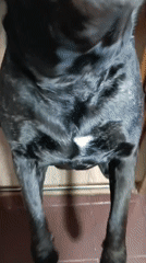 Black dog's playful day captured on camera in Brovary home