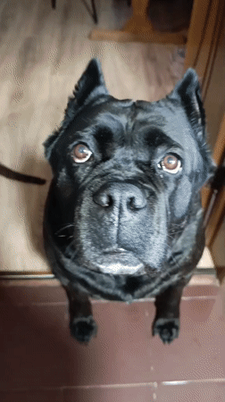 Black dog's playful day captured on camera in Brovary home
