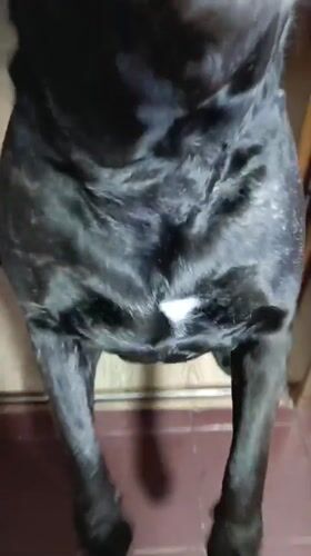 Black dog's playful day captured on camera in Brovary home