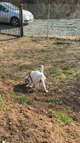 A white and gray medium-sized dog wearing a red harness runs through a grassy, dirt-covered area. The dog runs across the frame and off to the right. In the background, there is a chain link fence, some metal poles, a parked white car, and some bare trees. The light is bright and casts shadows on the ground.