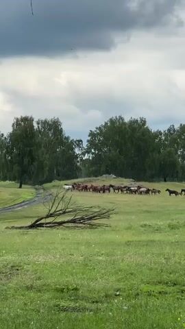 A herd of horses moves across a grassy field under a cloudy sky. Trees line the horizon behind the field. A fallen tree branch lies in the foreground.