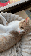 Cat rests in window bed in Varna, Bulgaria