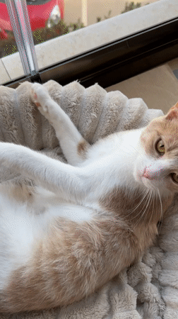 Cat rests in window bed in Varna, Bulgaria