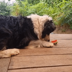 Watermelon on the deck in rural South Korea
