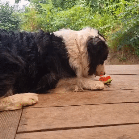 Watermelon on the deck in rural South Korea