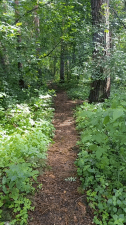 Family nature outing documented in Dmitrov forest area