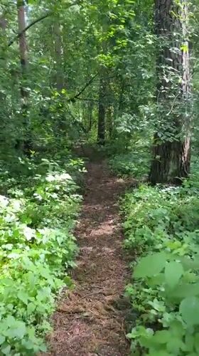 Family nature outing documented in Dmitrov forest area