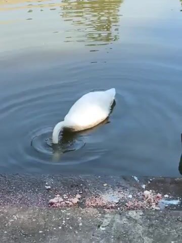 A white swan is feeding on the edge of a body of water. The swan has its head submerged in the water, with its tail feathers visible above the surface. Crumbs of food are scattered on the concrete edge of the water. The water is dark blue with ripples on the surface. The background is blurred, suggesting foliage.