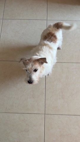 A small, primarily white dog with tan patches stands on beige tile flooring.  A hand holds a light brown, roughly triangular treat in front of the dog. The dog performs a roll onto its back, completing a "rollover" trick for the treat. After the trick, the dog is awarded the treat.