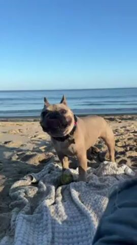 A tan French bulldog stands on a sandy beach, with a calm blue ocean and sky in the background. The dog is standing on a light-colored, textured blanket. A green tennis ball sits beside the dog on the blanket. Part of a person, wearing denim, is visible in the lower right corner of the frame, presumably the owner of the blanket and dog. The dog is panting and looks directly at the camera. The scene appears peaceful and sunny.