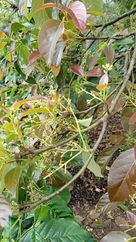 The video shows a close-up of an avocado tree. The leaves are green and some are reddish-brown. The tree is flowering with small, yellowish-white flowers. The background is blurry but appears to be other greenery and the sky.