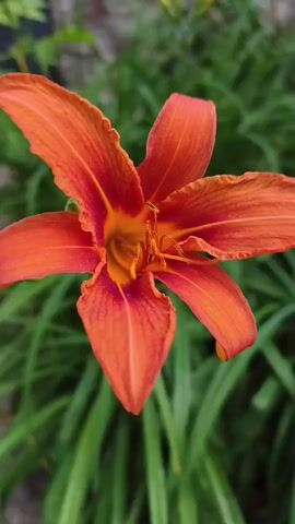 This is a close-up, vertical video of a single, vibrant orange lily in bloom. The flower is the primary subject, with its delicate, ruffled petals unfurling to reveal a deep orange and yellow center. The stamens, tipped with pollen, are clearly visible. The background is a blur of lush green foliage, suggesting a garden setting. The lighting appears natural, hinting at daytime, possibly morning or late afternoon due to the soft quality of the light. There is no discernible text in the video. The overall impression is one of natural beauty and tranquility. The video focuses solely on the flower, with no people, animals, or other objects in frame. The movement is subtle, with slight shifts in focus and angle, drawing the viewer's attention to the intricate details of the lily. The setting appears to be outdoors, likely in a garden or park, given the presence of other plants. The weather seems calm, as there is no wind apparent that would cause significant movement in the flower or foliage. There are no explicit cues to suggest a specific time of day beyond daylight hours. The emotion evoked is one of peaceful admiration for the flower's beauty.