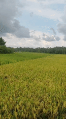 Rice fields near harvest documented in Lhokseumawe, Indonesia