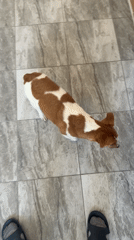Dog collapses on indoor floor, remains motionless