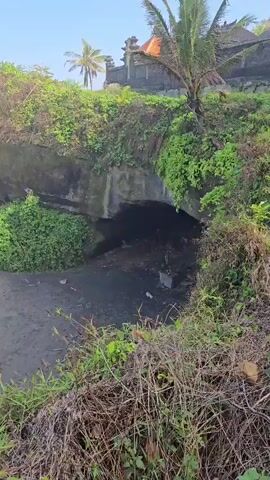 The video pans across a cave entrance. Lush green foliage covers the top and sides of the rocky opening. Inside the cave, hanging from the ceiling, are hundreds of bats. Some bats are visible in flight deeper within the cave. The ground inside the cave is dark and appears to be composed of dirt and debris, with some plastic waste present.