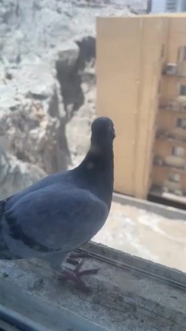 A pigeon stands on a windowsill. It is facing away from the camera, its head turned slightly to its right. In the background, a light-colored building with windows and air conditioning units is visible, along with a rocky cliff face. The pigeon's feet are visible, with its claws gripping the ledge. The lighting suggests it is daytime, with bright sunlight casting shadows.