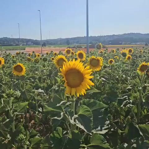 A field of sunflowers is shown under a bright sky. The camera zooms in on one large sunflower in the foreground, revealing a bee on its petals. The background shows more sunflowers, some orange construction netting, and distant buildings and hills. The video appears to be a close-up shot of a sunflower in a field.